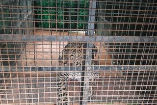 The leopard that fell on the dog's cage