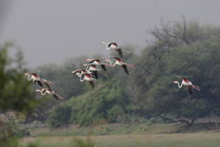 Flamingo in Ghana National Park