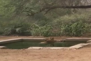 Sariska Tiger Reserve