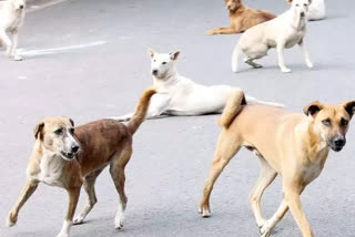 Animal birth control programme closed in Jaipur, dog biting case on the rise