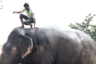 elephant bathing in the garage