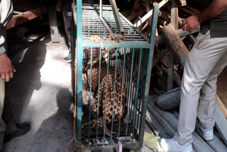 guldar trapped in pauri forest department cage