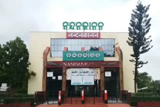 injured beer dead in nandankanan zoo bhubaneswar