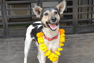 University students celebrated stray dog Khandu Bhai's birthday in Pune