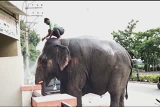elephant bathing in the garage: એવું તે શું બન્યું કે હાથી તળાવ છોડી ગેરેજમાં નહાવા પહોંચ્યો