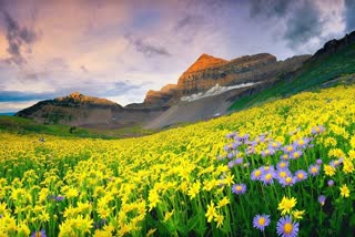 valley of flowers