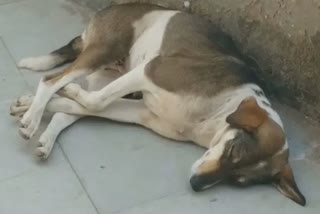 Teacher killed dog in gwalior