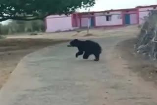 Bear Entered in Residential Area