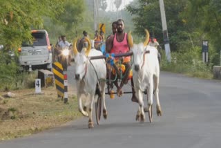 நெல்லை சீவலப்பேரியில் சீறிப்பாய்ந்த காளைகள் - இளைஞர்கள் உற்சாகம்!