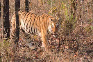 Tiger terror in the marginal villages of Khatima