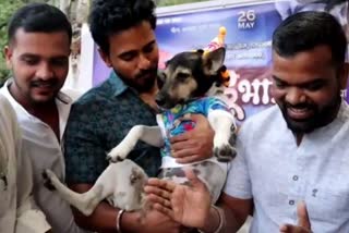 birthday of stray dog maharashtra