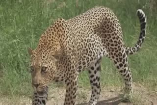 leopard hunted rabbit gujarat video