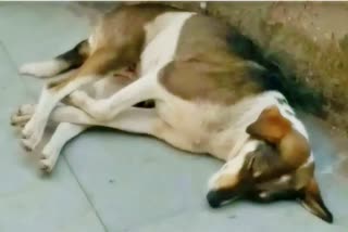 Teacher killed dog in gwalior  gwalior crime news  animal lovers gheraoed janakganj police station gwalior  man eat dog in bhind  ಗ್ವಾಲಿಯರ್​ನಲ್ಲಿ ಪಕ್ಕದ ಮನೆ ಮುಂದೆ ಶೌಚ ಮಾಡಿದ ಶ್ವಾನ  ಮಧ್ಯಪ್ರದೇಶದಲ್ಲಿ ಶ್ವಾನವನ್ನು ಕೊಲೆ ಮಾಡಿದ ಶಿಕ್ಷಕ  ಮಧ್ಯಪ್ರದೇಶ ಕ್ರೈಂ ಸುದ್ದಿ