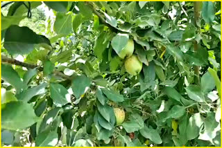 farmer naresh prepared apple crop