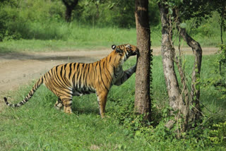 Lee Tigress Kills Cub