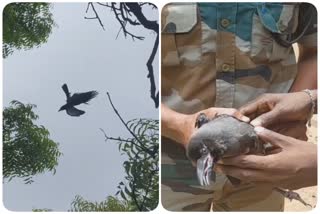 மரத்தில் தொங்கிய காகத்தை மீட்ட இளைஞர்கள்