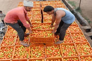 Tomato prices in southern states  Tomato price hike  Union Food Secretary Sudhanshu Pandey  തക്കാളി വിലക്കയറ്റം  ദക്ഷിണേന്ത്യൻ സംസ്ഥാനങ്ങളിലെ തക്കാളി വില  കേന്ദ്ര ഭക്ഷ്യ സെക്രട്ടറി സുധാൻഷു പാണ്ഡെ