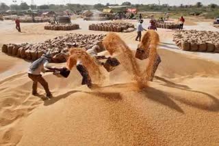 Paddy Grain Procurement