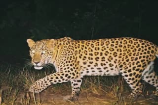 Leopard Attack on Dog : શ્વાનની અણધારી હિંમતથી દીપડાના થયા આવા હાલ
