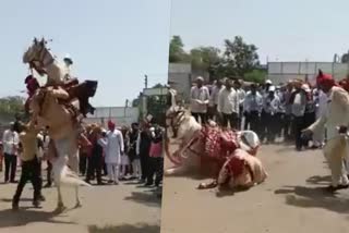 bride groom falls from horse in Nagpur  wedding day gaffes  funny incidents related to marriage  bride groom rides on Horse  കല്ല്യാണ ചെക്കന്‍ കുതിരപ്പുറത്തുനിന്ന് വീണ സംഭവം  കല്യാണ സമയയത്തെ ചിരിപടര്‍ത്തുന്ന സംഭവങ്ങള്‍  കല്യാണ ചെക്കന്‍ കുതിരപ്പുറത്ത് കയറി അബദ്ദം പറ്റിയ സംഭവം