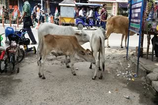 Cow Vaccine news