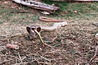 Snake swallowed big snake in Surguja