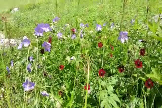 Valley of Flowers  valley of flowers utharakhand  valley of flowers opened to tourists  beautiful visuals from valley of flowers  സഞ്ചാരികളെ വരവേറ്റ് പൂക്കളുടെ താഴ്വര  പൂക്കളുടെ താഴ്‌വരയില്‍ പൂത്തിരിക്കുന്നത് പൂത്തിരിക്കുന്നത് 500ലധികം ഇനം ചെടികള്‍  പൂക്കളുടെ താഴ്‌വരയും രാമായണവും