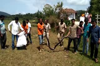 13 feet long cobra caught in chikmagaluru