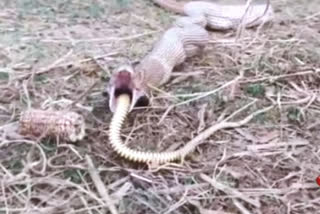 Visuals of a snake polishing up bigger snake from Surguja