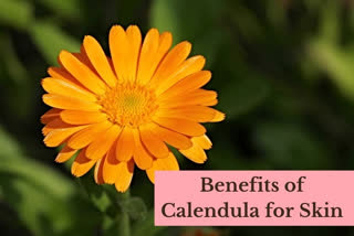 Calendula Health Benefits News