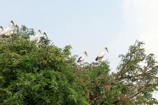 Openbill Stork in Santiniketan