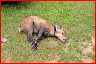 Deer rescued by local people at Raha in Nagaon