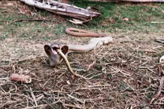 Snake swallowed big snake in Surguja