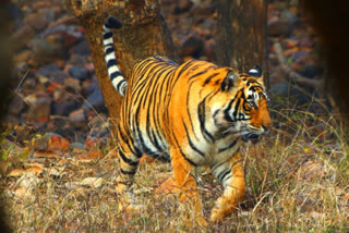 Tiger kills another calf