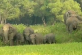 Herd of elephants