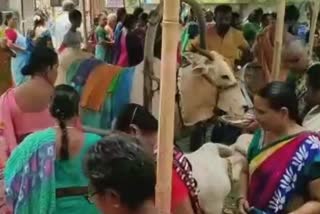 AP: Baby Shower to Pregnant Cow At Addanki