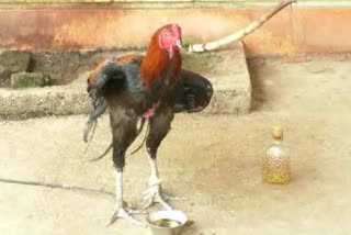 Drunken Cock Bhandara