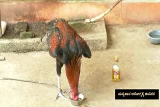 rooster drinking alcohol every day