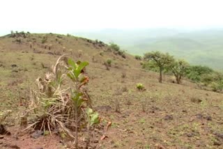 Removal of trees to creat grassland