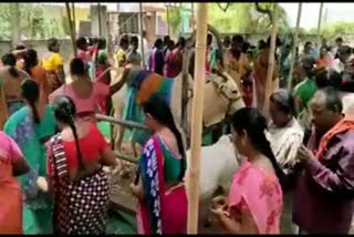 AP: Baby Shower to Pregnant Cow At Addanki  പശുവിന് ബേബി ഷവര്‍ ഒരുക്കിയുള്ള വിചിത്ര ആഘോഷം  Strange celebration of preparing a baby shower for the cow  പശുവിന് ബേബി ഷവര്‍  Baby shower for cow  ആന്ധ്രാപ്രദേശില്‍ പശുവിന് ബേബി ഷവര്‍  ബേബി ഷവര്‍