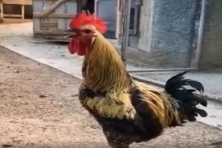 sunil grover shares chicken video