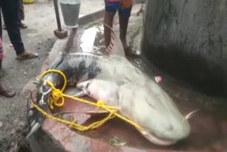 Catfish in Teesta River