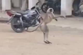 Monkey Terror in Ujjain