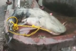 80 kg catfish west bengal