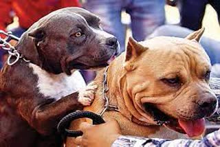 License mandatory for pet dogs in Dehradun