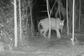 TIGER IN KAKINADA