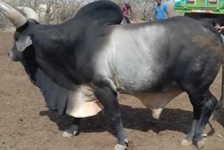 Three children collided with bull in Damoh