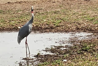 stork hunting for water in summer at gondia