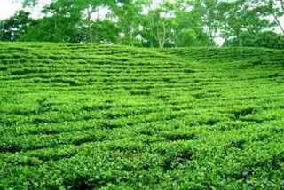 tea cultivation , representative photo