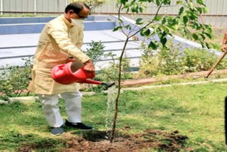 Plantation resolution of CM Shivraj